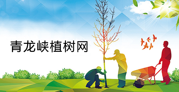 公司签约北京青龙峡植树网站建设项目，助力怀柔植树基地