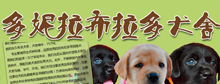 北京多妮拉布拉多犬舍网站建设项目