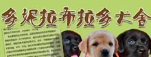 北京多妮拉布拉多犬舍网站建设项目
